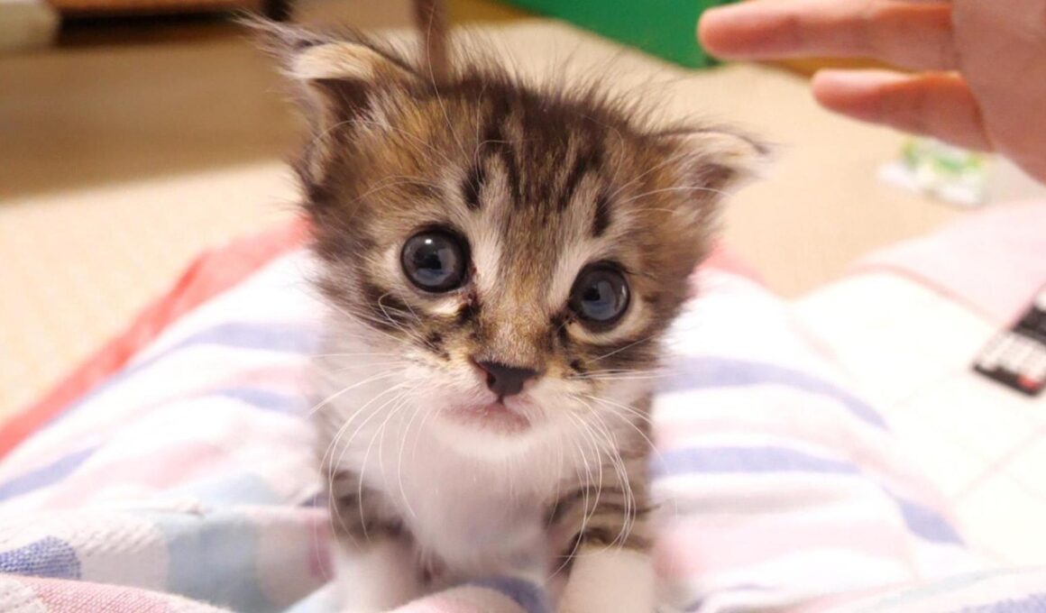 ミルクはまだですか？かわいい鳴き声で赤ちゃん子猫がママにおねだりしてくる？【赤ちゃん猫　保護猫】