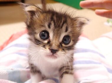 ミルクはまだですか？かわいい鳴き声で赤ちゃん子猫がママにおねだりしてくる？【赤ちゃん猫　保護猫】