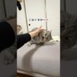 暴れて甘えて自由すぎる短足猫w   #猫 #マンチカン #猫のいる暮らし