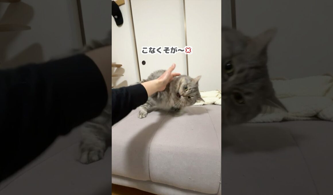 暴れて甘えて自由すぎる短足猫w   #猫 #マンチカン #猫のいる暮らし
