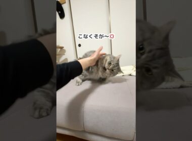 暴れて甘えて自由すぎる短足猫w   #猫 #マンチカン #猫のいる暮らし