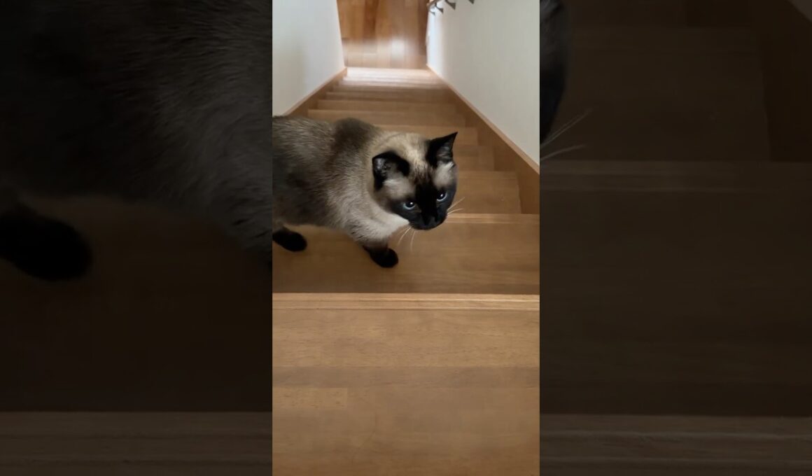 階段にいるシャム猫のふくさん【たぬき猫】 #cat #しゃむねこ #猫のいる暮らし #猫好きさんと繋がりたい #ねこ #cutecat #cat2026年4月15日