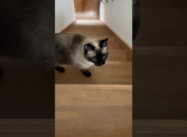 階段にいるシャム猫のふくさん【たぬき猫】 #cat #しゃむねこ #猫のいる暮らし #猫好きさんと繋がりたい #ねこ #cutecat #cat2026年4月15日