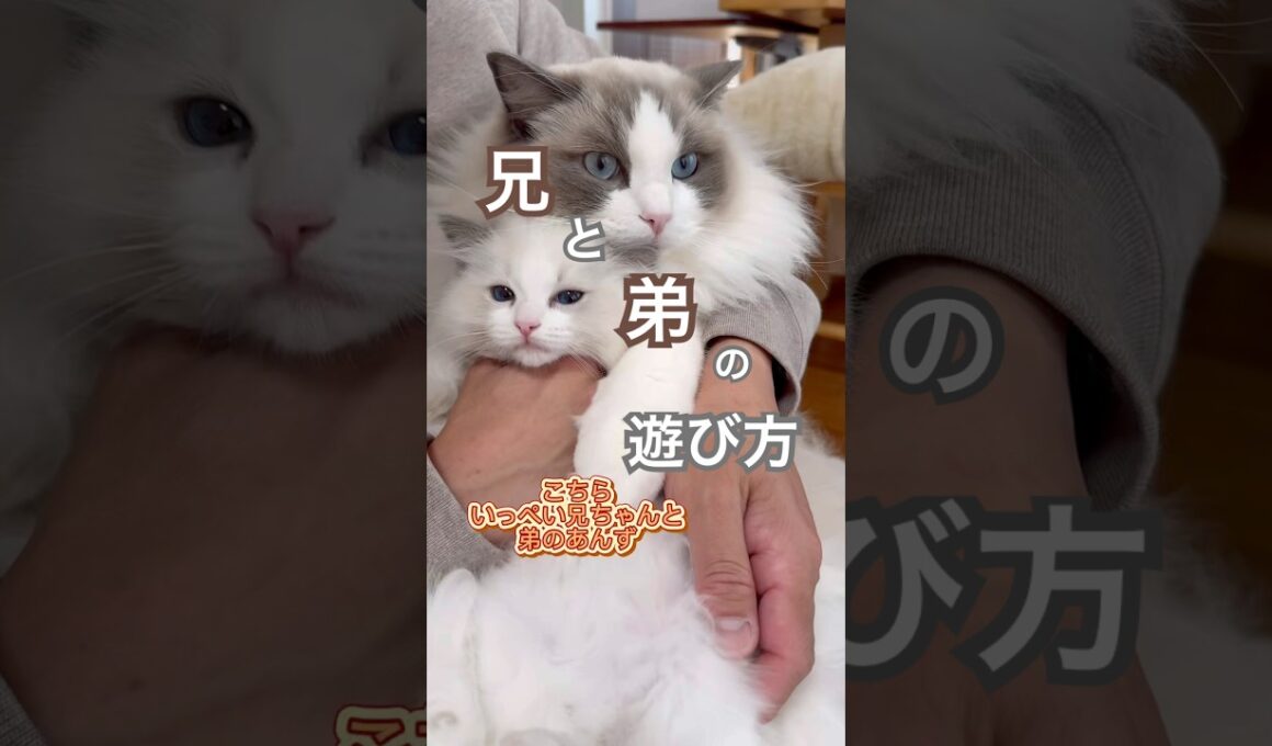 兄いっぺいと弟あんずの遊び方😆💕#ラグドール #子ネコ #猫好きさんと繋がりたい #猫のいる暮らし #ねこ動画