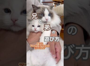 兄いっぺいと弟あんずの遊び方😆💕#ラグドール #子ネコ #猫好きさんと繋がりたい #猫のいる暮らし #ねこ動画