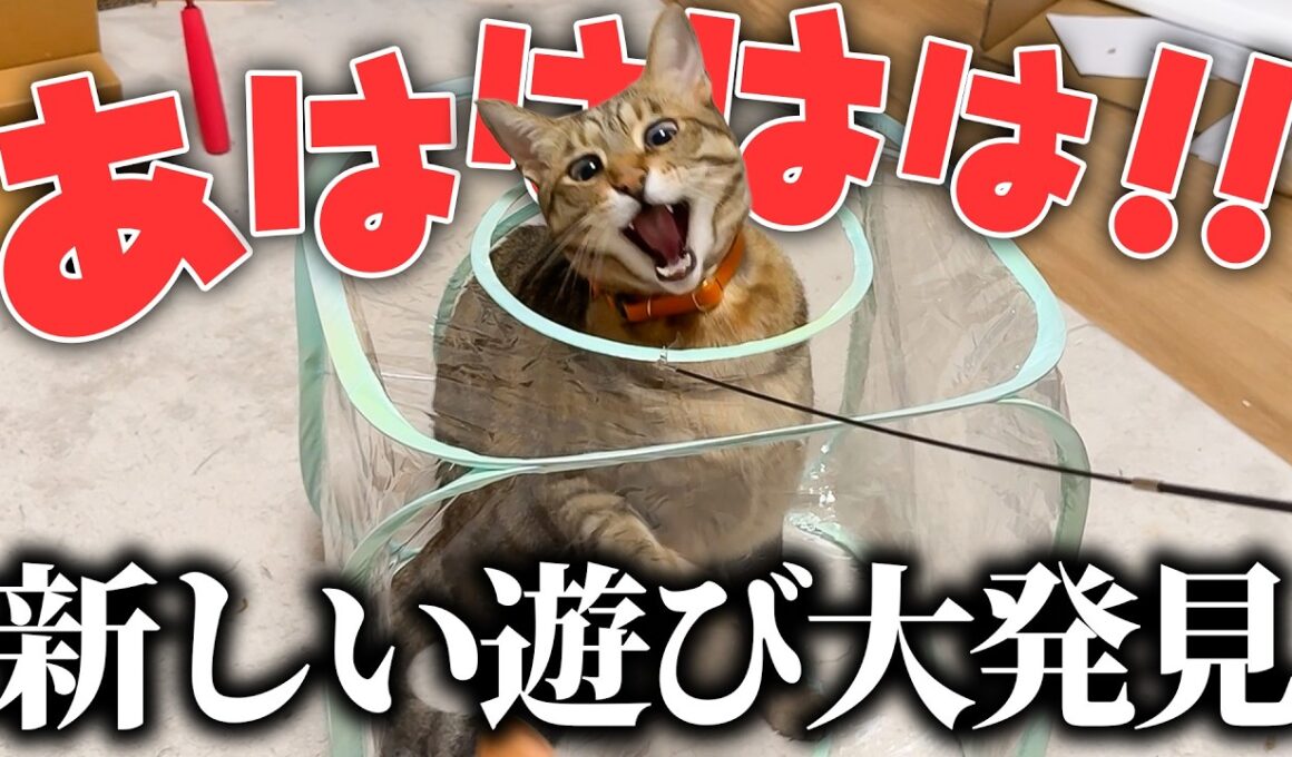 ティガーさん、新しい遊び方を発明して興奮が止まらない模様です。