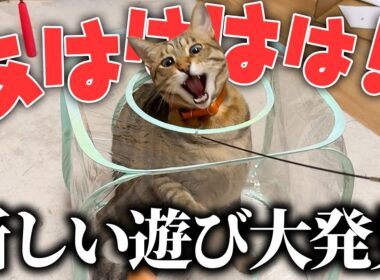 ティガーさん、新しい遊び方を発明して興奮が止まらない模様です。