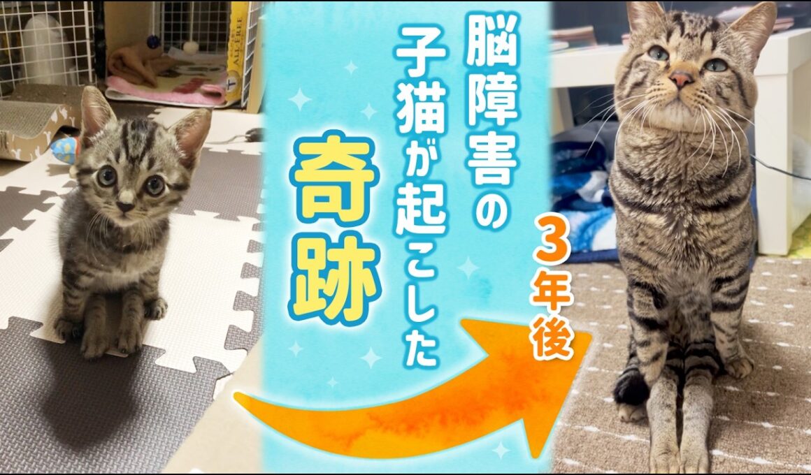 【奇跡】脳障害の子猫と飼い主が歩んだ3年間の物語