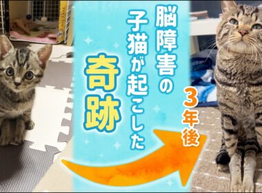 【奇跡】脳障害の子猫と飼い主が歩んだ3年間の物語