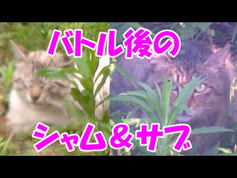 シャム吉とサブ吉、バトル後の様子　After the battle between Shamu-Cat and Sub-Cat