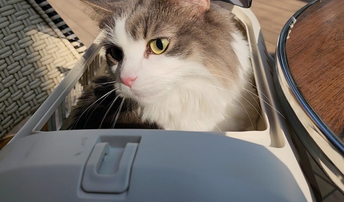 飼い主よりも人間ウォッチングに夢中なノルウェージャンフォレストキャット