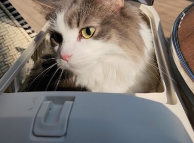 飼い主よりも人間ウォッチングに夢中なノルウェージャンフォレストキャット