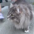 庭散歩を楽しむ猫　サイベリアンA cat enjoying a stroll in the garden. Siberian