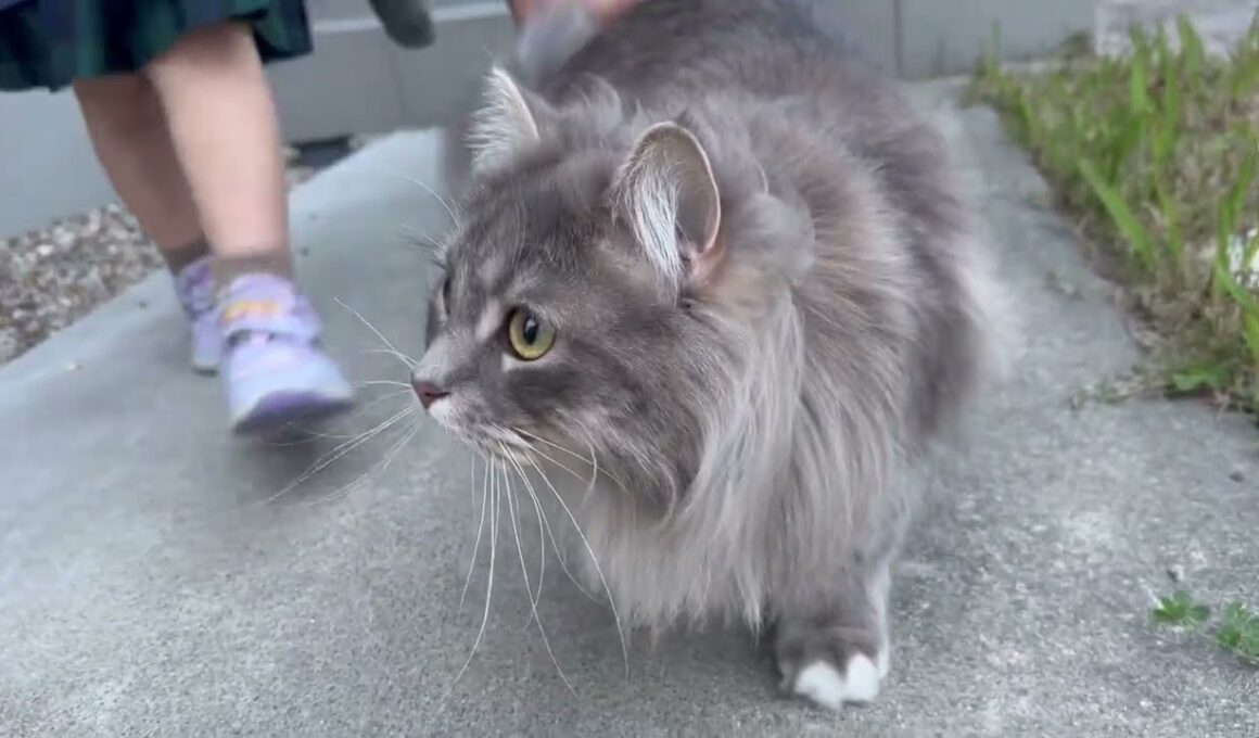 庭散歩を楽しむ猫　サイベリアンA cat enjoying a stroll in the garden. Siberian