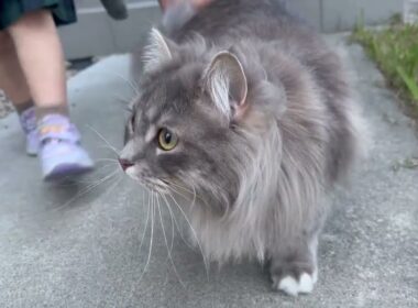 庭散歩を楽しむ猫　サイベリアンA cat enjoying a stroll in the garden. Siberian