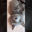 【ロシアンブルー】めろん、ふと見たらいつも転がってます🤭【猫】#shorts