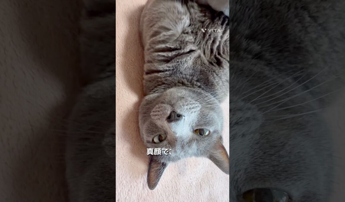【ロシアンブルー】めろん、ふと見たらいつも転がってます🤭【猫】#shorts
