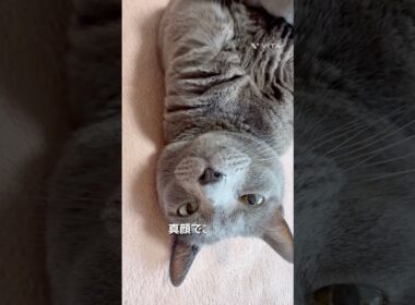 【ロシアンブルー】めろん、ふと見たらいつも転がってます🤭【猫】#shorts