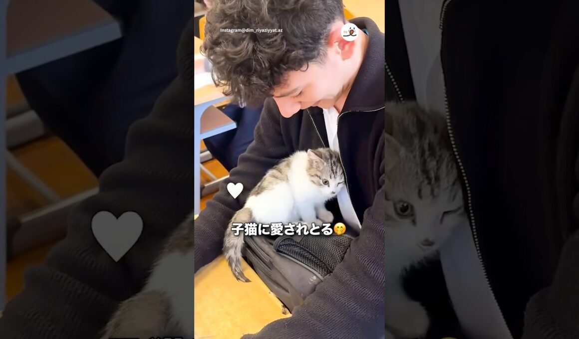 学校に子猫がやってきた！｜PECO