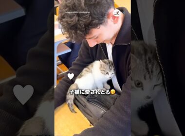 学校に子猫がやってきた！｜PECO