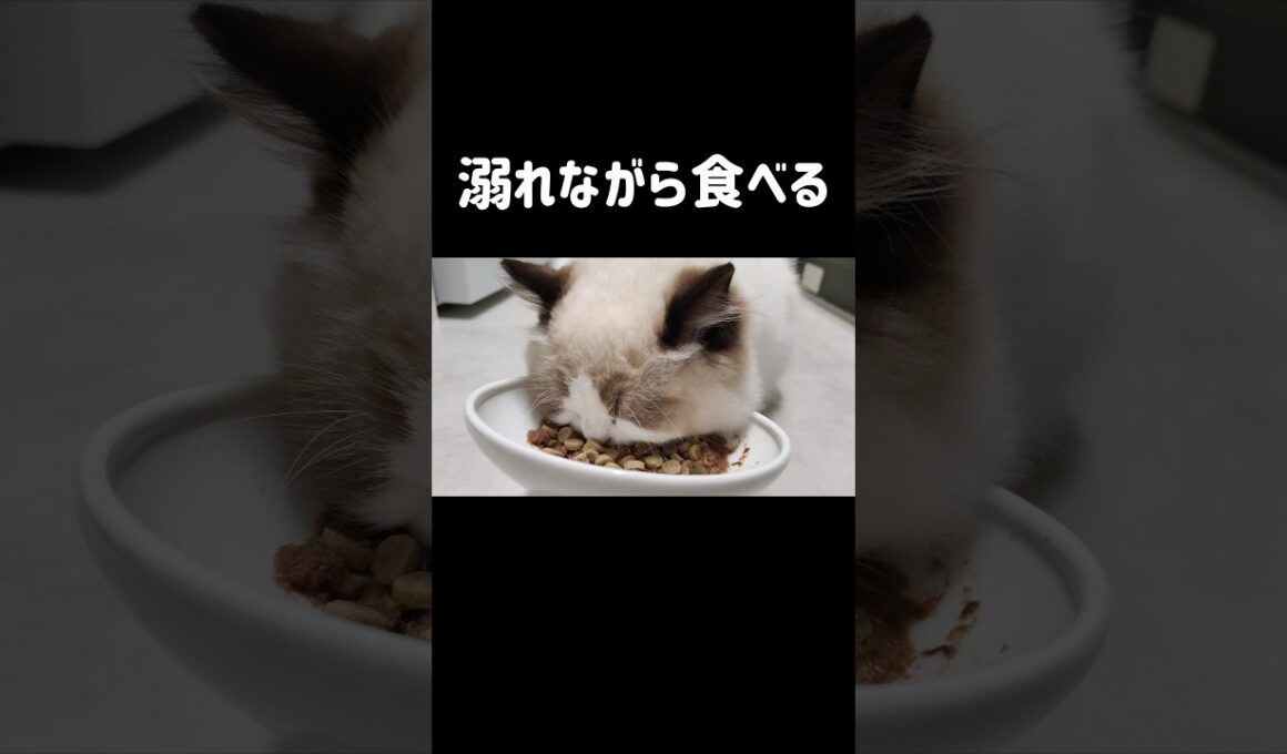 不器用にも程がある👶🏻 #shorts #猫 #ラグドール #甘えん坊猫 #もふもふ #猫のいる暮らし