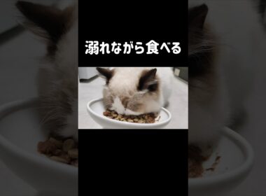 不器用にも程がある👶🏻 #shorts #猫 #ラグドール #甘えん坊猫 #もふもふ #猫のいる暮らし