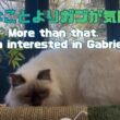 バーマン猫ラフとガブ【そんなことよりガブが気になる】More than that, I'm interested in Gabriel（バーマン猫）Birman/Cat