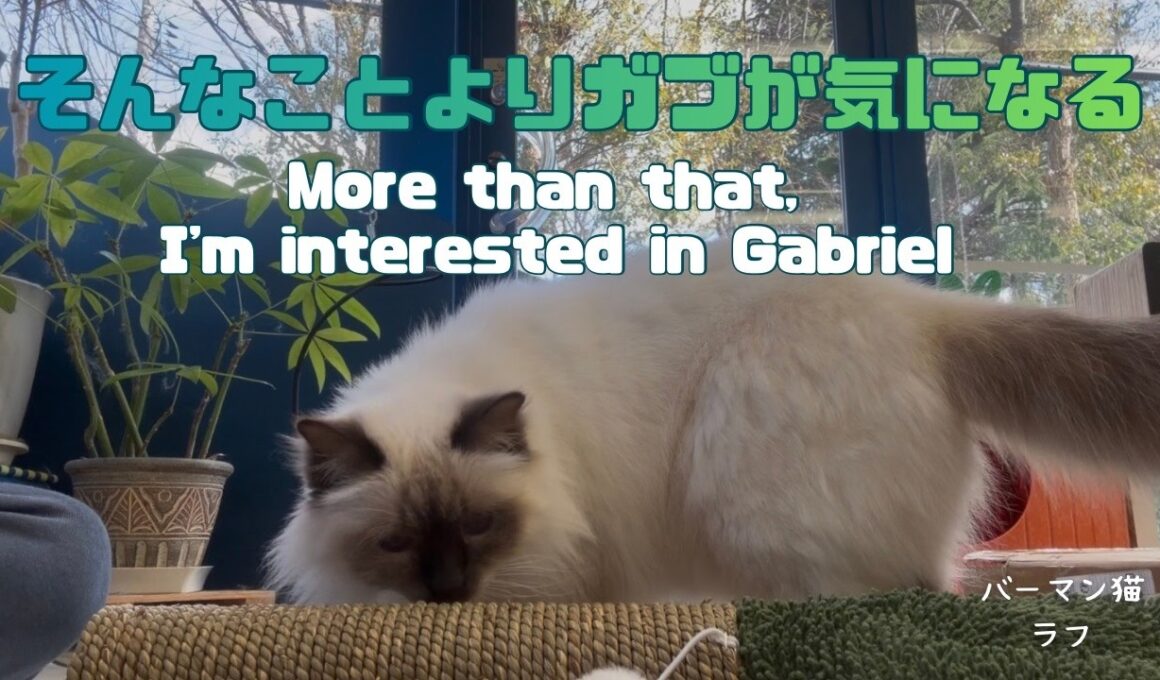 バーマン猫ラフとガブ【そんなことよりガブが気になる】More than that, I'm interested in Gabriel（バーマン猫）Birman/Cat