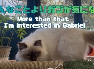 バーマン猫ラフとガブ【そんなことよりガブが気になる】More than that, I'm interested in Gabriel（バーマン猫）Birman/Cat