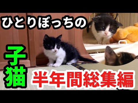 ひとりではぐれていた子猫との半年間総集編