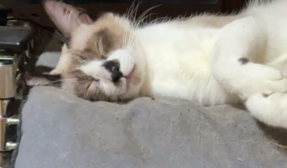 シャム猫のパンダ、長いマットで、ご機嫌に寝てるな。とミヌエットのクリーム② クリームも寝る