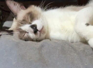 シャム猫のパンダ、長いマットで、ご機嫌に寝てるな。とミヌエットのクリーム② クリームも寝る