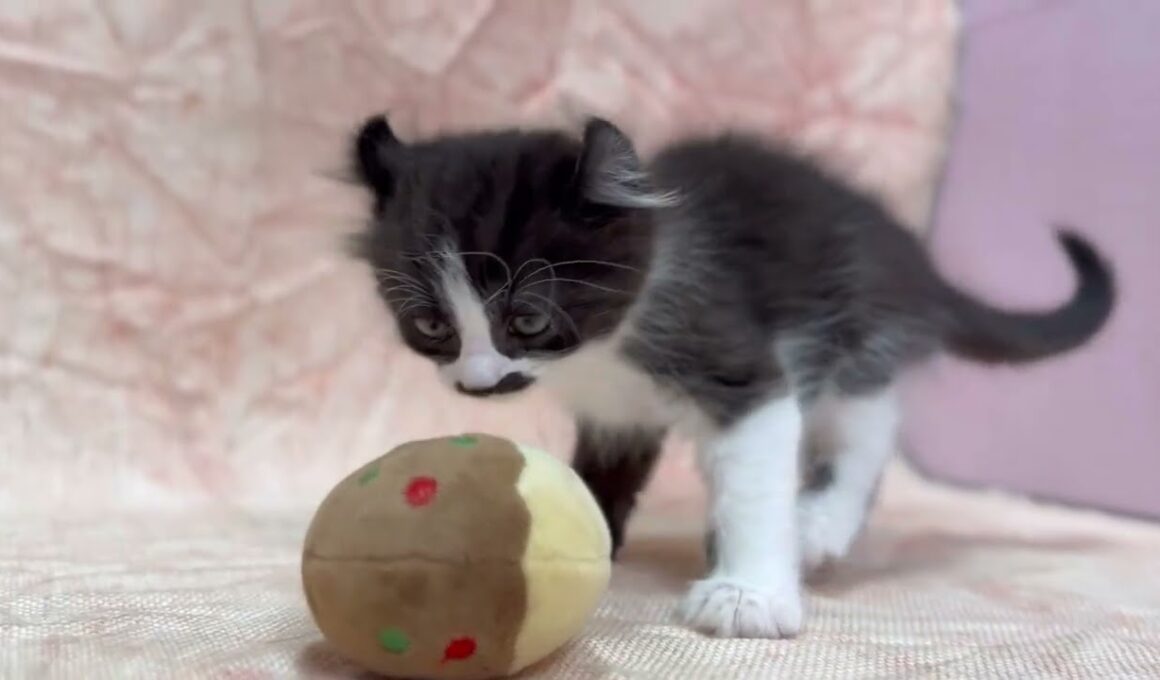 アメリカンカール🐱(2026/1/30生)