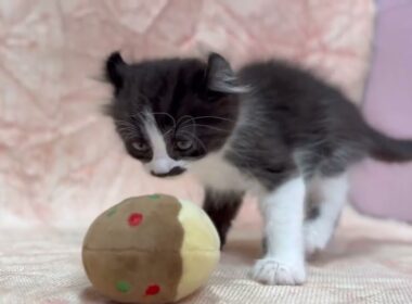 アメリカンカール🐱(2026/1/30生)