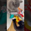 絶対に動かない猫😱⚡️ #保護猫 #ロシアンブルー #cat