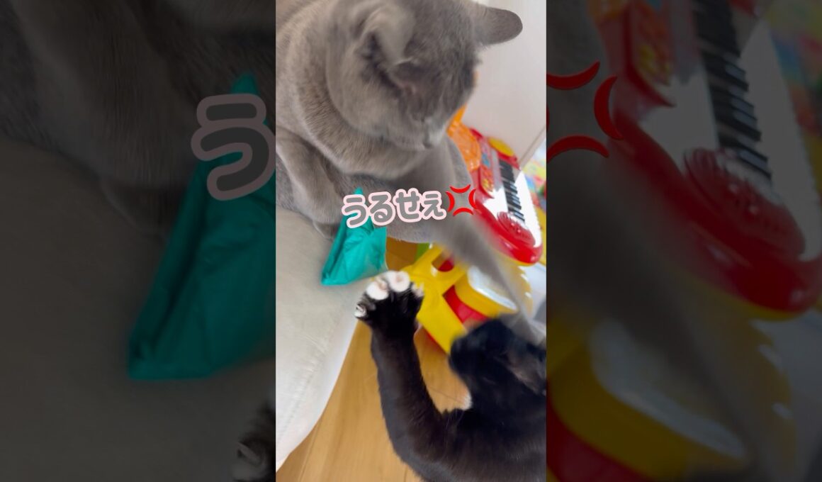 絶対に動かない猫😱⚡️ #保護猫 #ロシアンブルー #cat