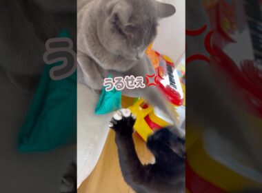 絶対に動かない猫😱⚡️ #保護猫 #ロシアンブルー #cat