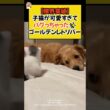 【限界突破】子猫が可愛すぎて、バグっちゃったゴールデンレトリバー✨ #shorts #子猫 #ゴールデンレトリバー #ねこ #犬 #cat #dog #青山龍星