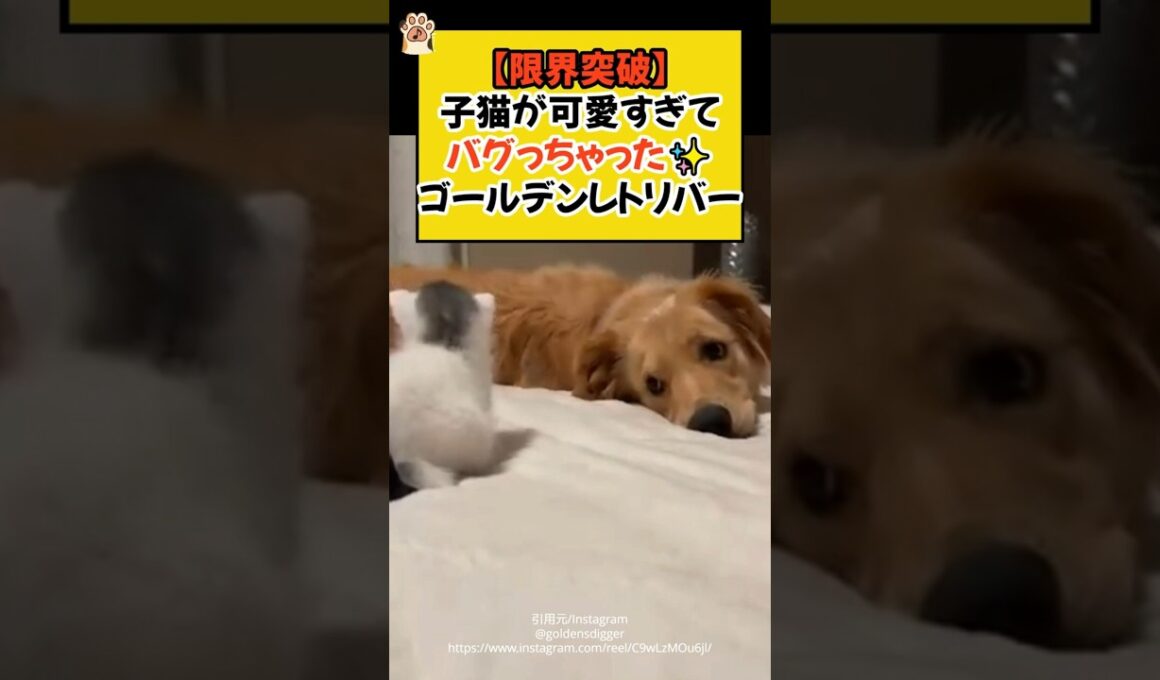 【限界突破】子猫が可愛すぎて、バグっちゃったゴールデンレトリバー✨ #shorts #子猫 #ゴールデンレトリバー #ねこ #犬 #cat #dog #青山龍星