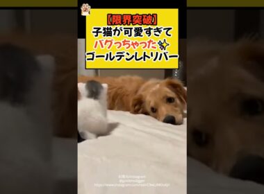 【限界突破】子猫が可愛すぎて、バグっちゃったゴールデンレトリバー✨ #shorts #子猫 #ゴールデンレトリバー #ねこ #犬 #cat #dog #青山龍星