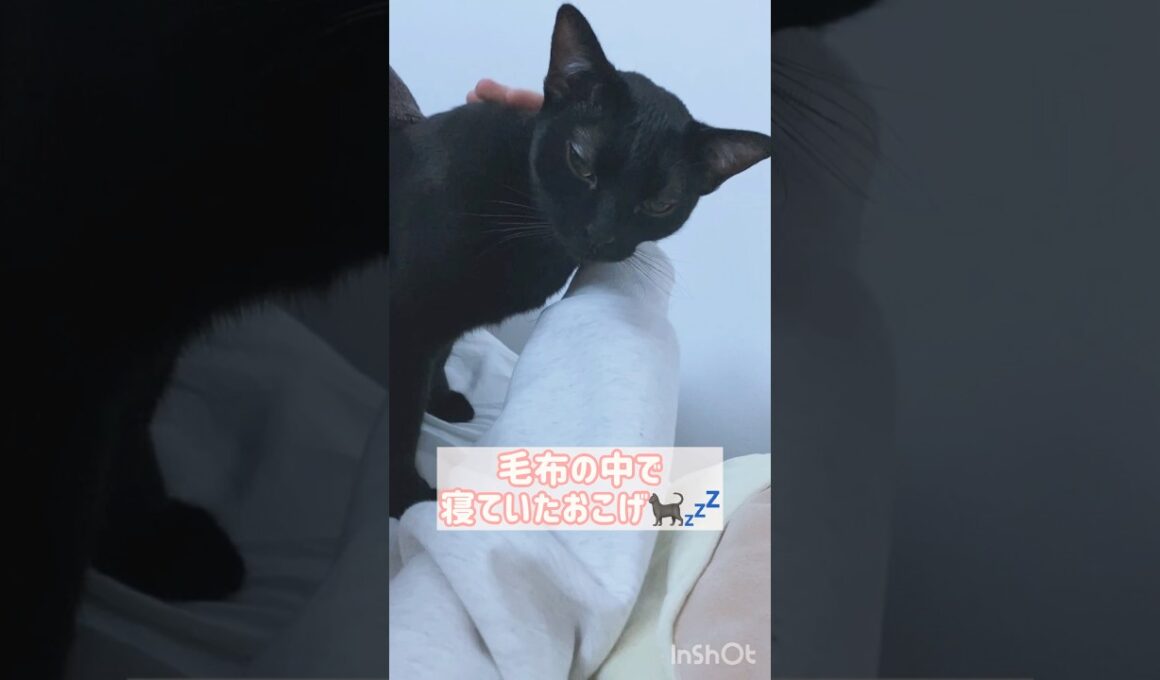 朝のひととき黒猫ボンベイ　#cat #ねこ #ねこのいる暮らし #ねこのいる生活 #ねこ動画 #猫 #猫好きさんと繋がりたい #かわいい #甘えん坊 #癒やし #添い寝