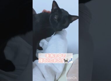 朝のひととき黒猫ボンベイ　#cat #ねこ #ねこのいる暮らし #ねこのいる生活 #ねこ動画 #猫 #猫好きさんと繋がりたい #かわいい #甘えん坊 #癒やし #添い寝