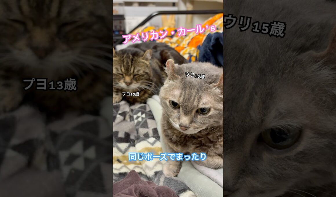 アメリカン、ダブルで☕️