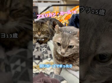 アメリカン、ダブルで☕️