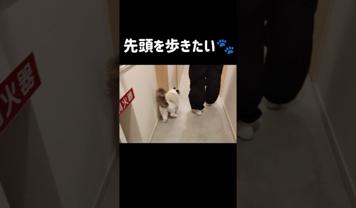 お出掛け中、メルが先に起きちゃってお出迎えしてくれた時🐱いつも前を歩きたいタイプ🐾 #shorts #猫 #ラグドール #甘えん坊猫 #もふもふ #猫のいる暮らし