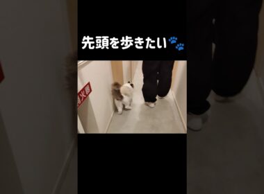 お出掛け中、メルが先に起きちゃってお出迎えしてくれた時🐱いつも前を歩きたいタイプ🐾 #shorts #猫 #ラグドール #甘えん坊猫 #もふもふ #猫のいる暮らし