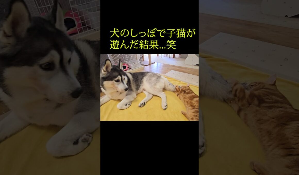 犬のしっぽで子猫が遊んだ結果...笑#shorts