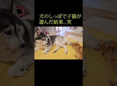 犬のしっぽで子猫が遊んだ結果...笑#shorts