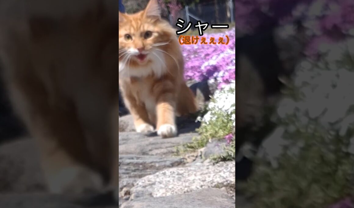 えー#cat#メインクーン