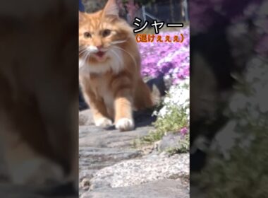 えー#cat#メインクーン